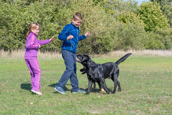 Kleine Jungen Und Mädchen Spielen Mit Hunden Park — Stockfoto