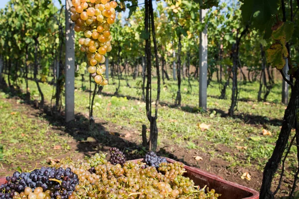 Uvas Blancas Viñedo Día Soleado — Foto de Stock