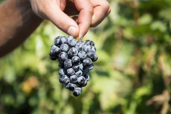 Homme Montre Des Raisins Dans Vignoble Soleil — Photo