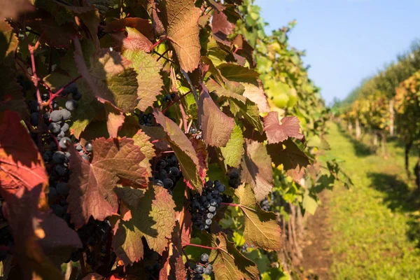 Rote Trauben Einem Weinberg Einem Sonnigen Tag — Stockfoto
