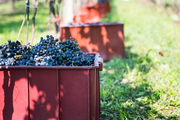 Raisins Rouges Dans Vignoble Par Une Journée Ensoleillée — Photo