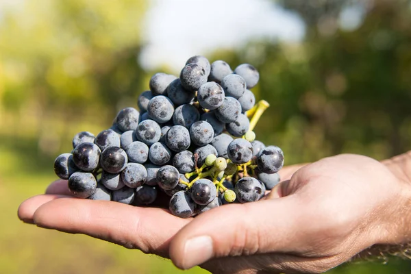 Homme Montre Des Raisins Dans Vignoble Soleil — Photo