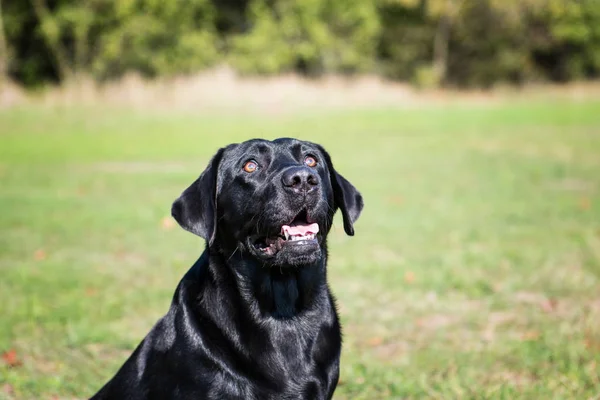 Zwarte Hond Het Park Zonnige Dag — Stockfoto