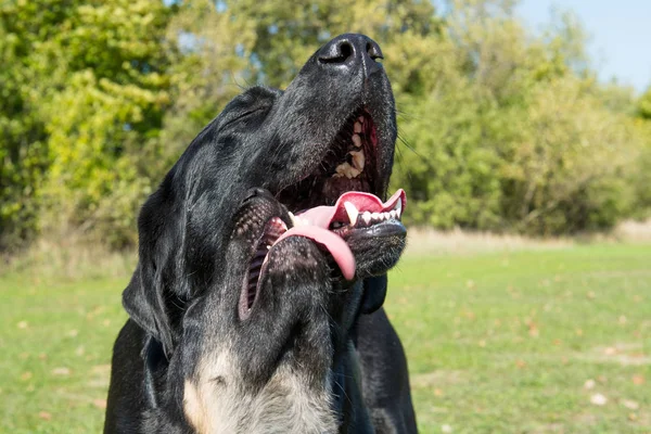 Honden Spelen Het Park Zonnige Dag — Stockfoto