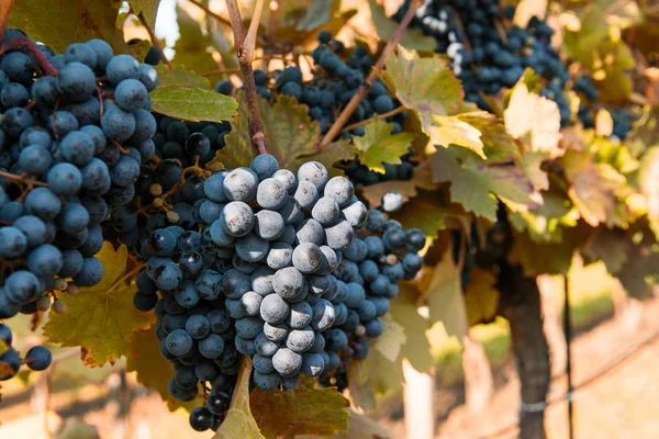 Rode Druiven Een Wijngaard Een Zonnige Dag — Stockfoto