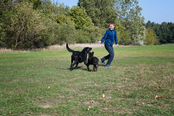 Kleiner Junge Spielt Mit Hunden Park — Stockfoto