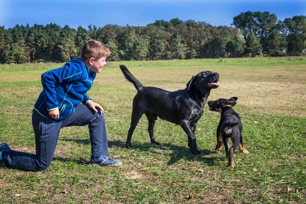 Niño Jugando Con Perros Parque —  Fotos de Stock