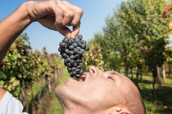 A man eat grapes in a vineyard at sunny day.