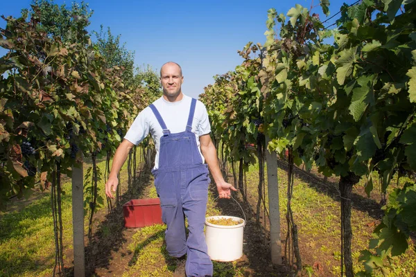 Man Work Vineyard Sunny Day — Stock Photo, Image