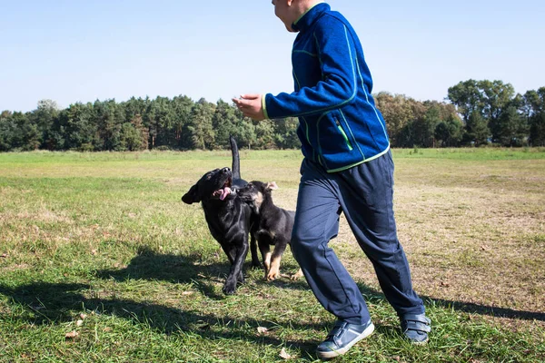 公園で犬と遊ぶ少年 — ストック写真