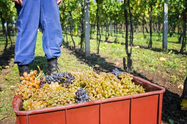 Raisins Rouges Dans Vignoble Par Une Journée Ensoleillée — Photo