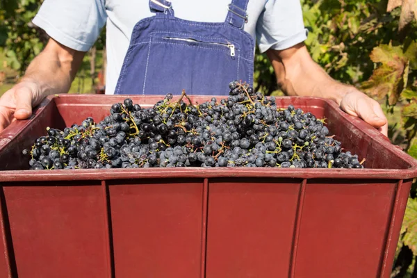 Homme Travaille Dans Vignoble Soleil — Photo