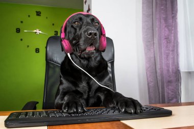Siyah köpek bilgisayar başında oturan ve ekranda arıyor.