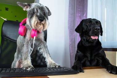 Bilgisayar başında oturan ve ekranda arayan köpekler birkaç.