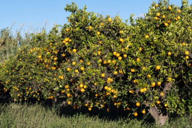 Gündüz, portakal ağacı