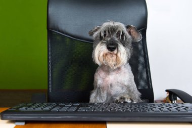 Küçük köpek bilgisayar başında oturan ve ekranda arıyor.