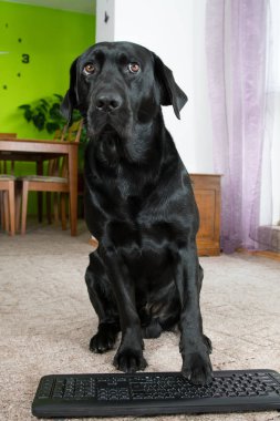 Bilgisayar ekranına bakarak siyah köpek.
