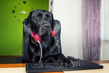 Siyah köpek bilgisayar başında oturan ve ekranda arıyor.