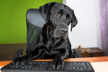 Siyah köpek bilgisayar başında oturan ve ekranda arıyor.