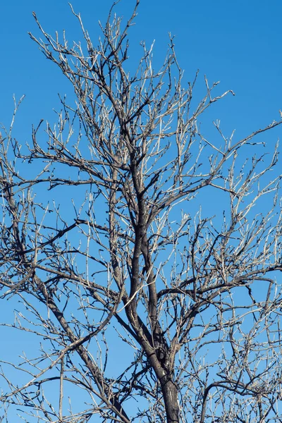 Dried Tree Sky Background — Stock Photo, Image