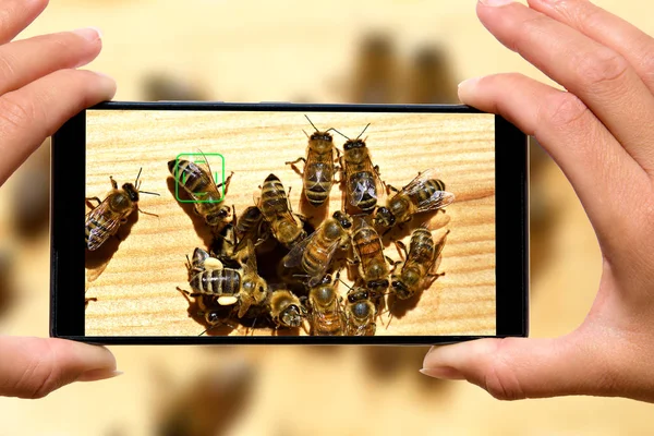 Mujer Con Teléfono Móvil Fotos Abejas — Foto de Stock