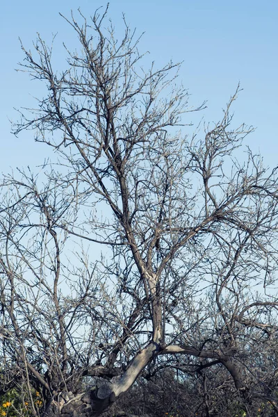 Dried Tree Sky Background — Stock Photo, Image
