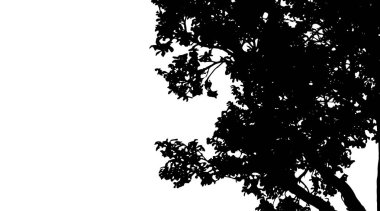 Ağaç beyaz zemin üzerine siluet vektör.