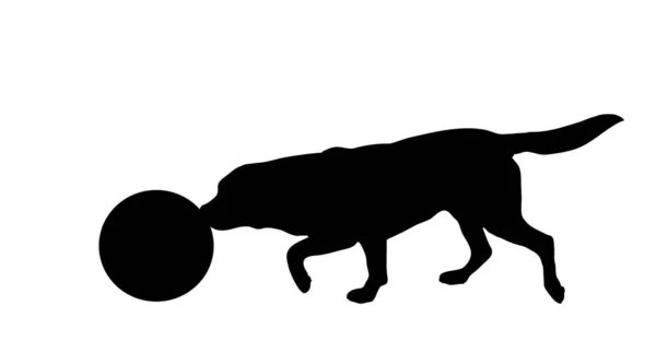 白い背景の上にボールを持つ犬のベクトル シルエット — ストックベクタ