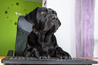 Siyah köpek bilgisayar başında oturan ve ekranda arıyor.