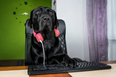 Siyah köpek bilgisayar başında oturan ve ekranda arıyor.
