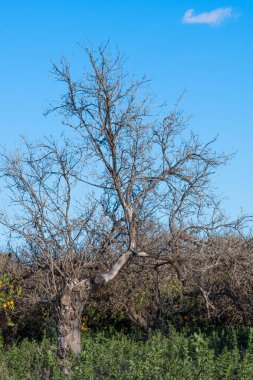 Gökyüzü arka plan üzerinde kurumuş ağaç