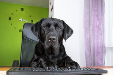 Siyah köpek bilgisayar başında oturan ve ekranda arıyor.