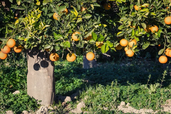 Δέντρο Πορτοκάλια Κατά Διάρκεια Της Ημέρας — Φωτογραφία Αρχείου