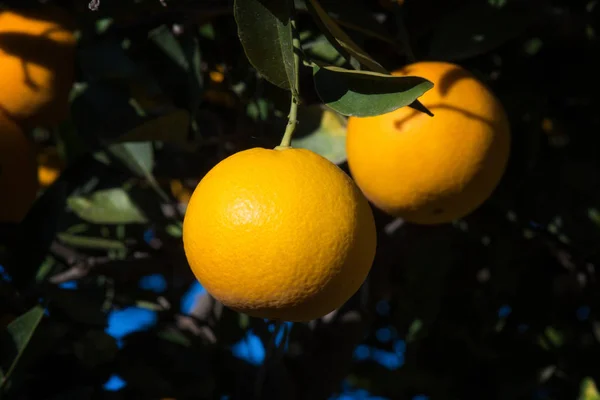 Δέντρο Πορτοκάλια Κατά Διάρκεια Της Ημέρας — Φωτογραφία Αρχείου