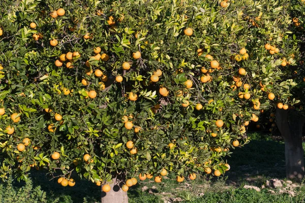 Δέντρο Πορτοκάλια Κατά Διάρκεια Της Ημέρας — Φωτογραφία Αρχείου