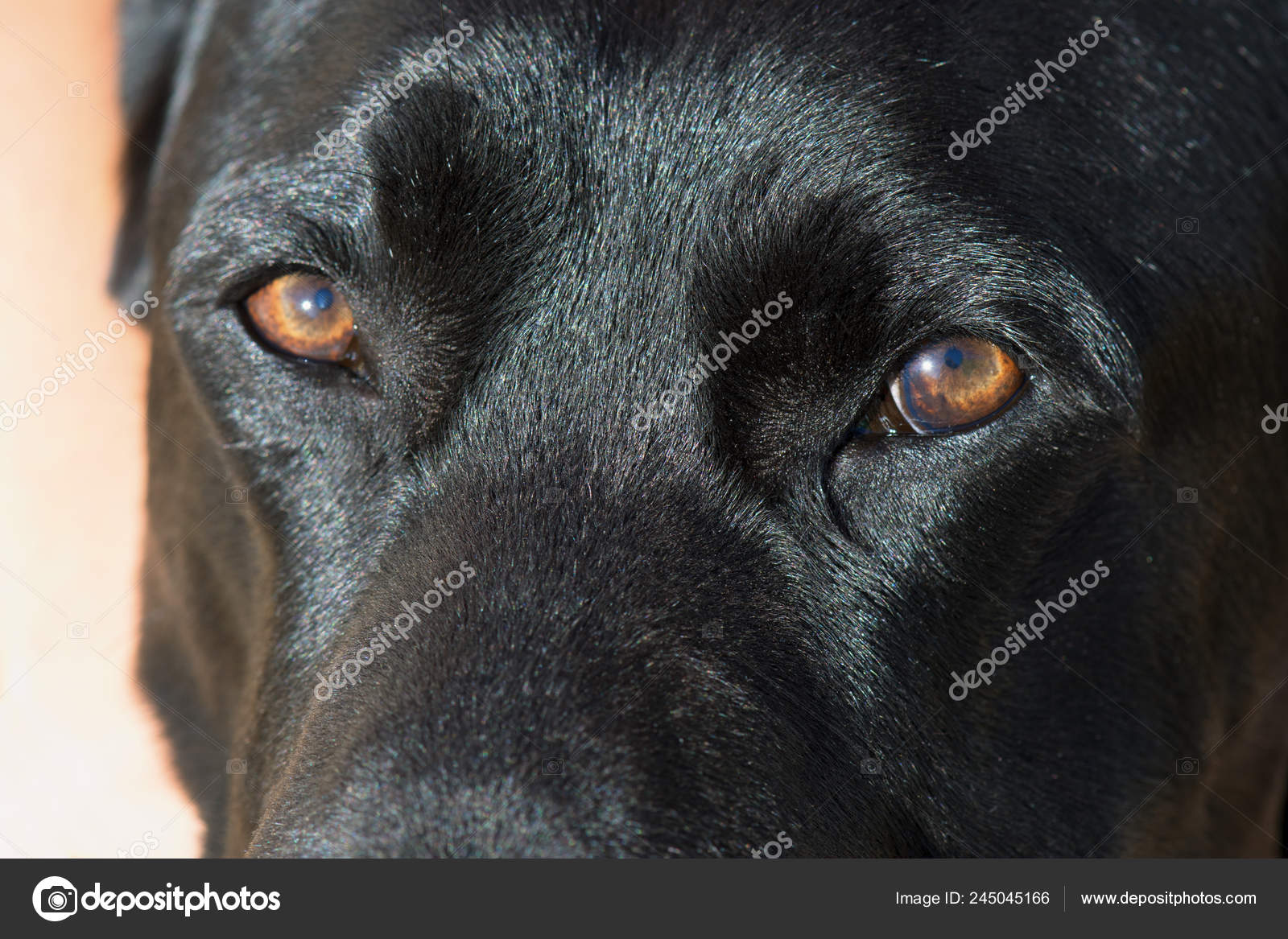 Black lab cheap eyes