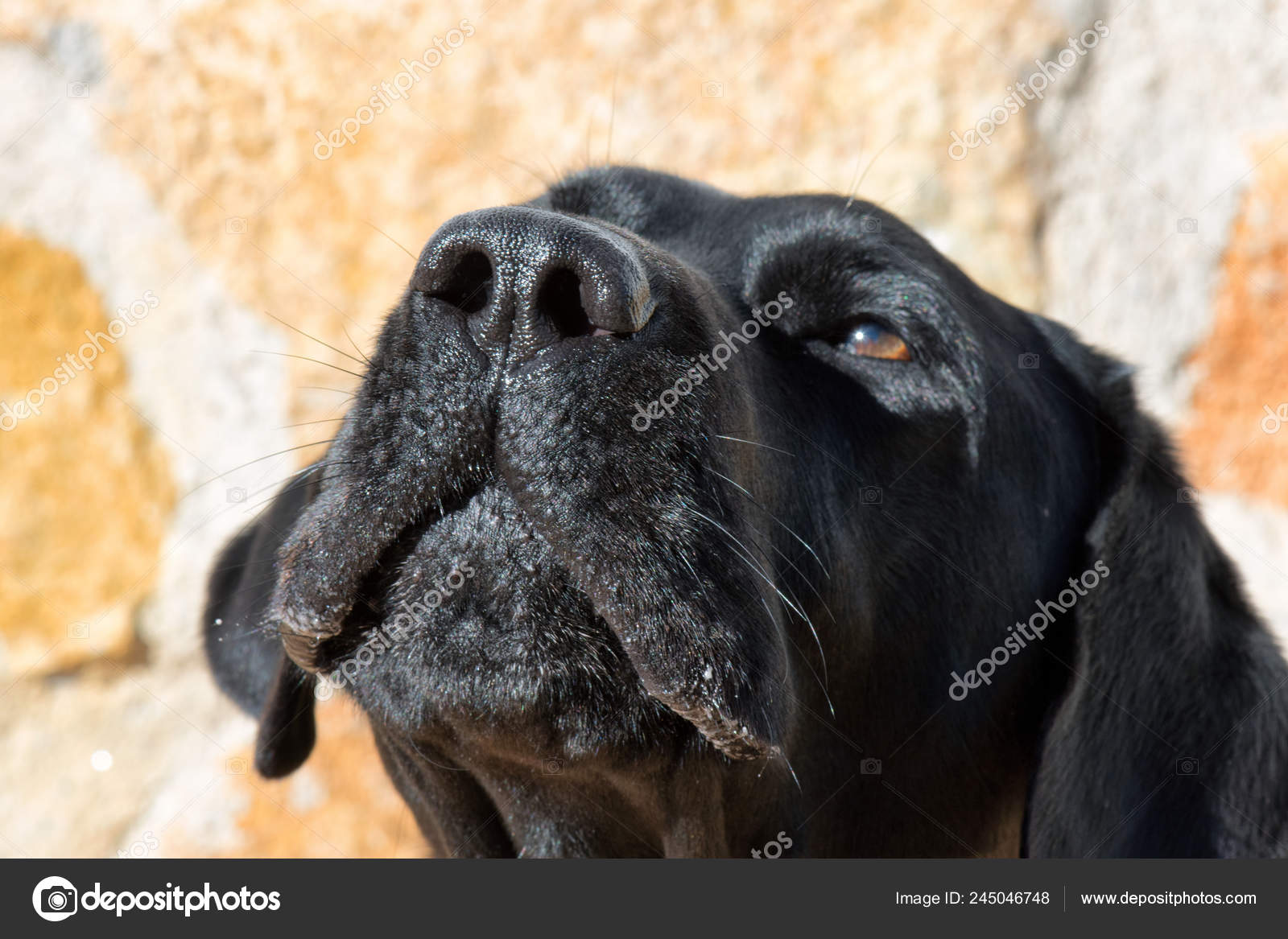 labrador muzzle