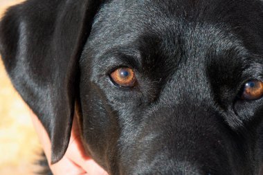 Siyah Labrador retriever köpek gözlerini detay.