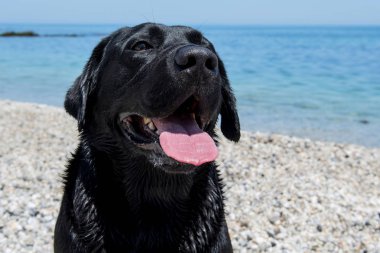 Yüz siyah bir köpek sahilde.