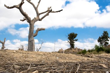 Kuru bir ağaç kurak bir manzara.