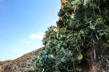 Çölde Opuntia kaktüs.