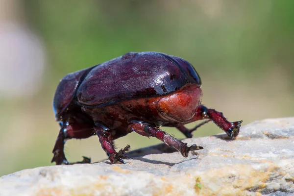 Detail of rhinoceros beetle on stone.