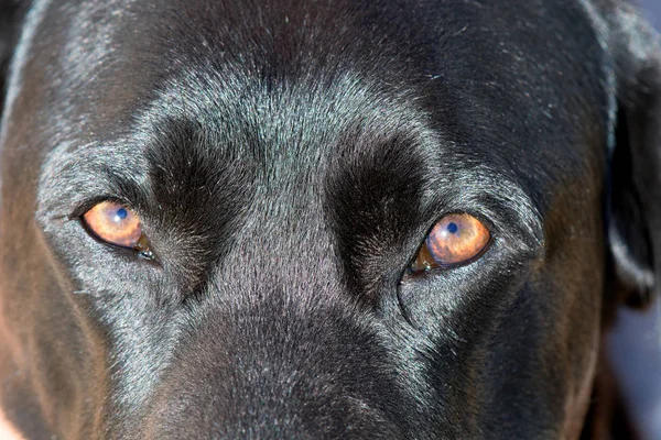 Detalle Ojos Perro Labrador Retriever Negro —  Fotos de Stock