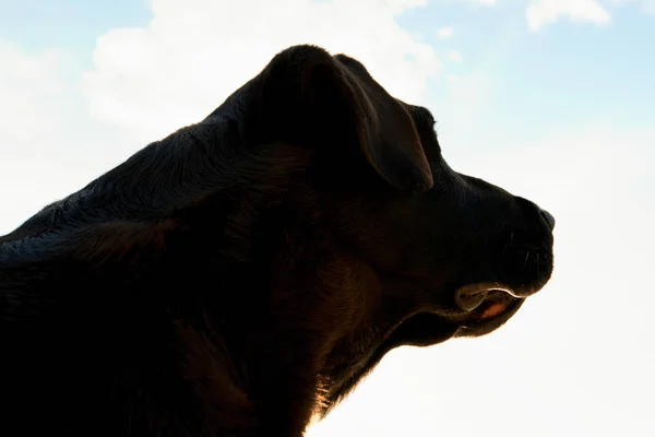 Profiel Gezicht Zwarte Labrador Retriever — Stockfoto