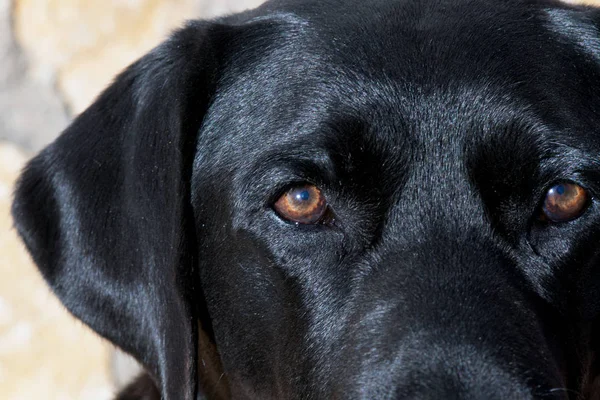 Detalle Ojos Perro Labrador Retriever Negro — Foto de Stock