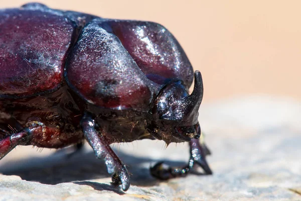 Gergedan böceği taş detay.