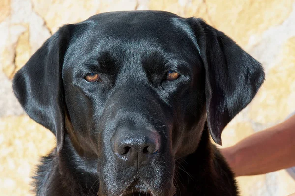 Detail Van Zwarte Labrador Retriever Hond Ogen — Stockfoto