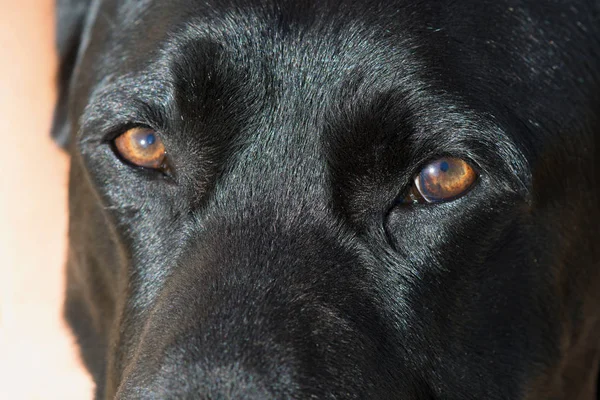 Detalle Ojos Perro Labrador Retriever Negro —  Fotos de Stock