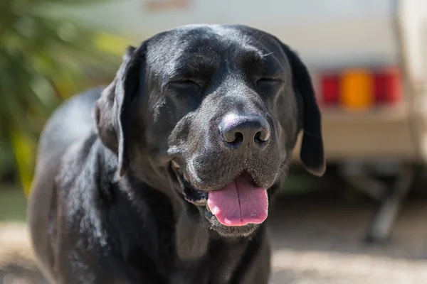 Het Gezicht Van Zwarte Hond — Stockfoto