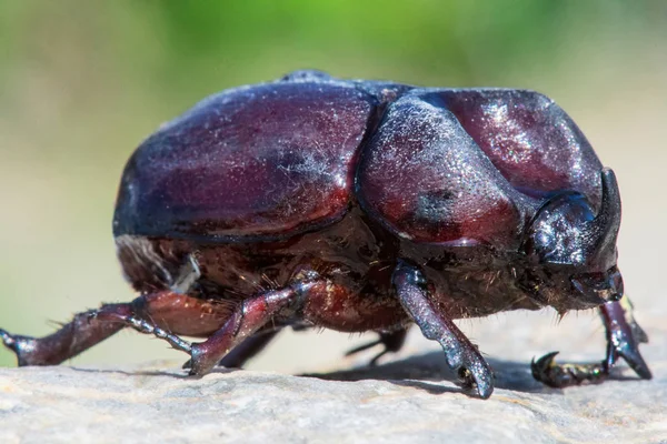 Detail of rhinoceros beetle on stone.